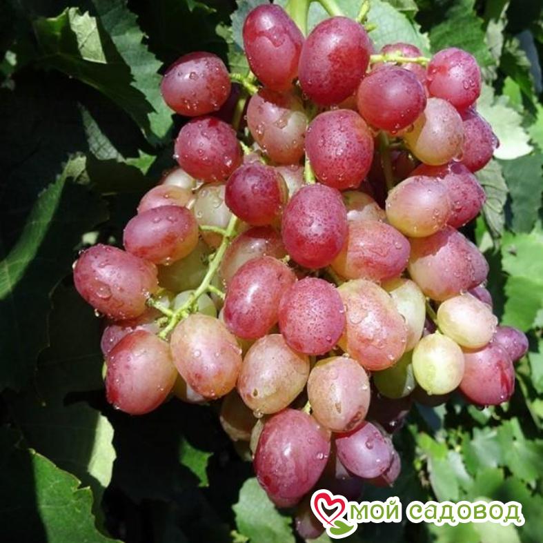 Виноград Ливия