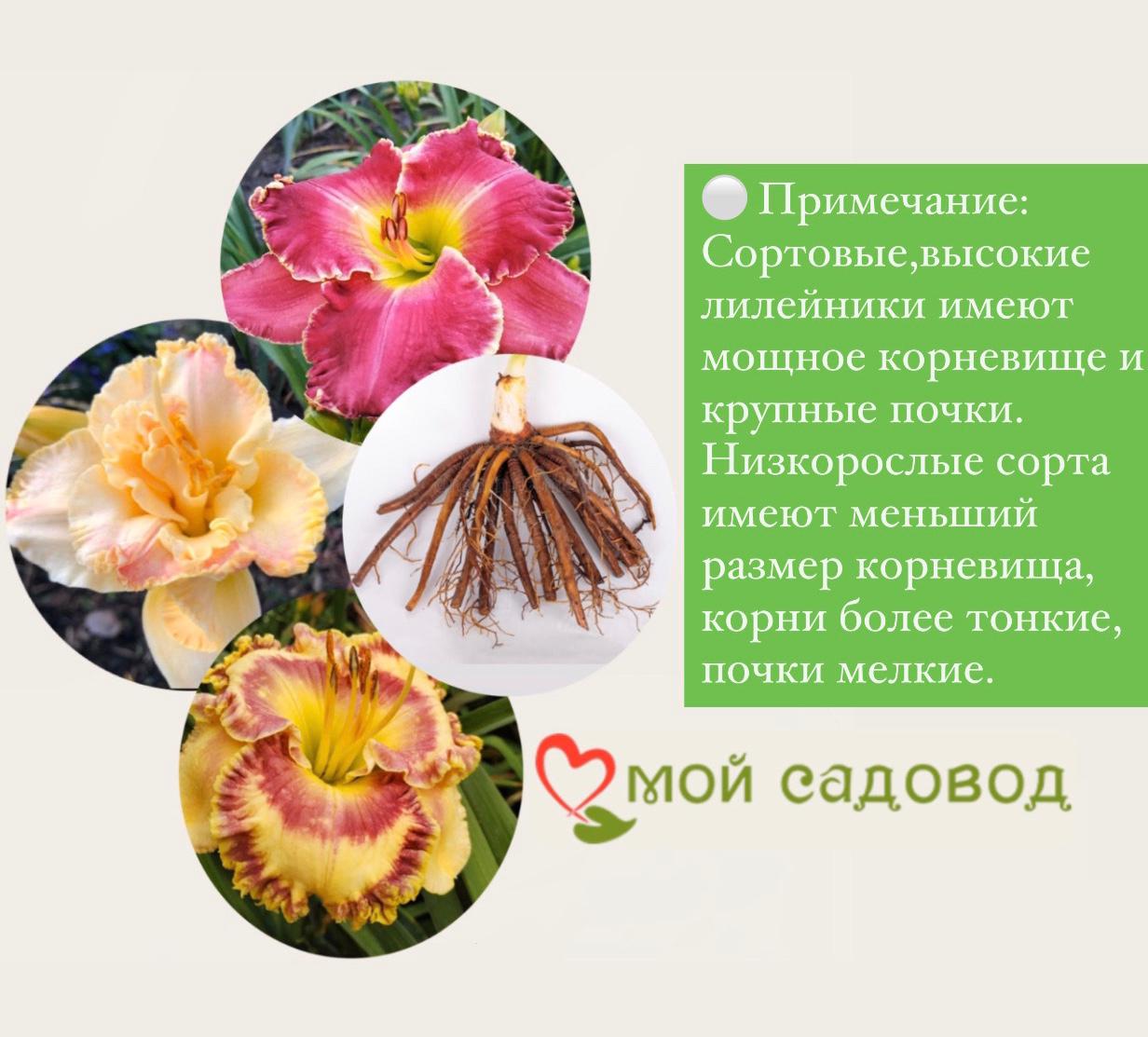 Лилейник Мозес Фаер