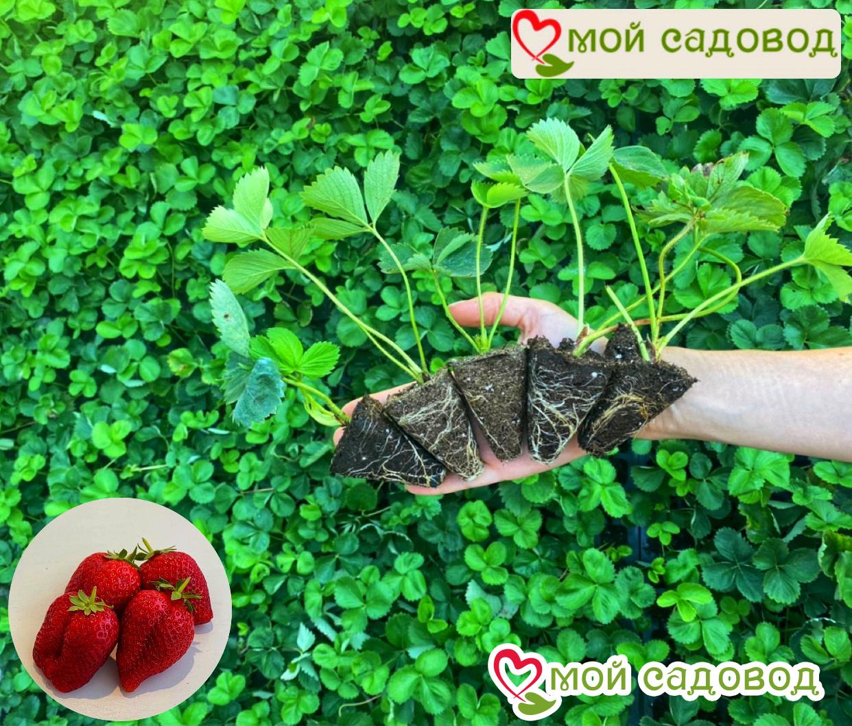 Клубника Гигант Джорнея