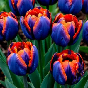 Тюльпан Этернал Флейм